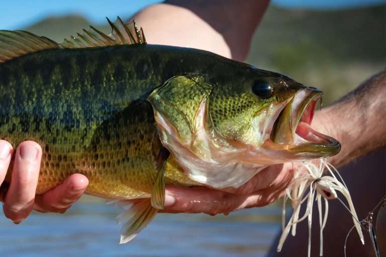 Bass-Fishing-With-Spinner-Baits