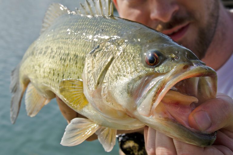 How-to-catch-big-spring-bass