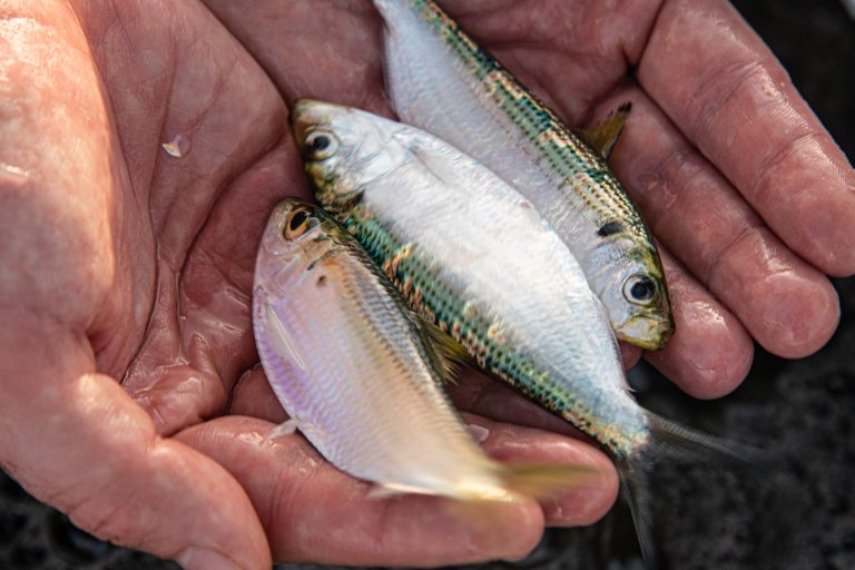 Best-live-bait-for-bass-fishing