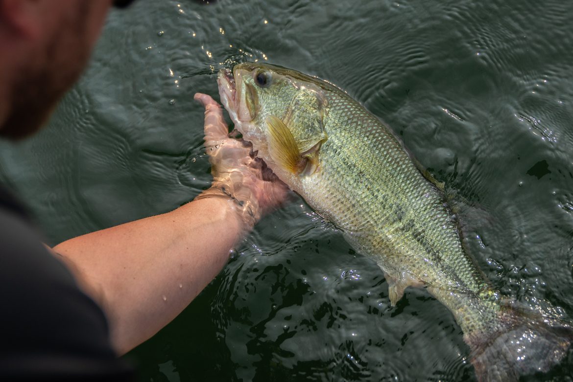 How-to-catch-and-release-bass