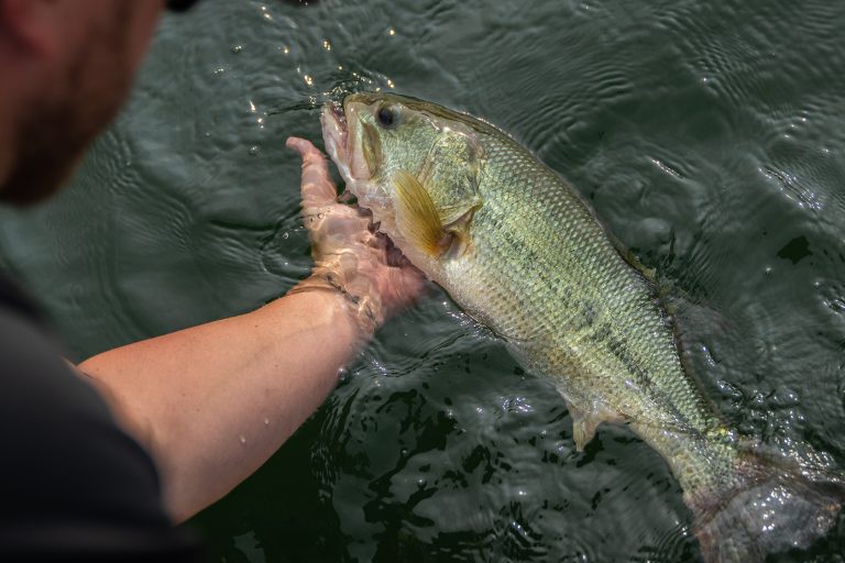 How-to-catch-and-release-bass