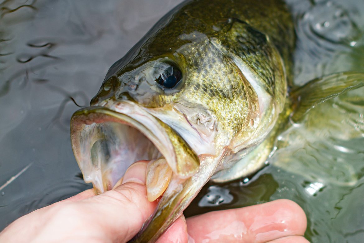 Do-Largemouth-Bass-Have-a sense of taste