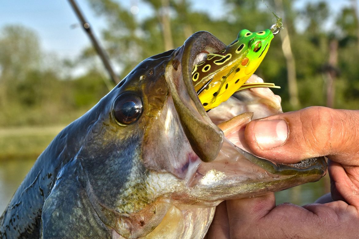 Do-largemouth-bass-eat-frogs