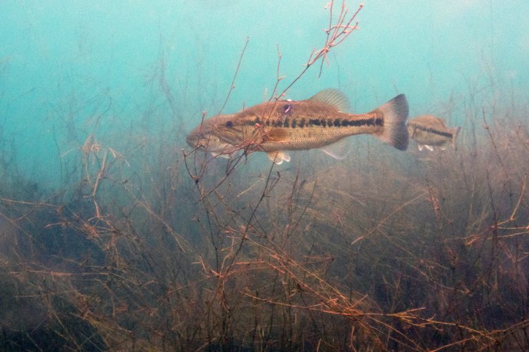 Do-largemouth-bass-form-schools