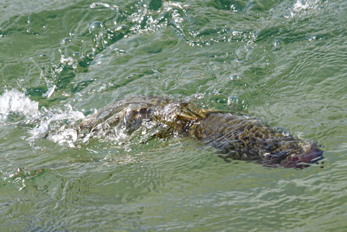 How-fast-can-Bass-swim