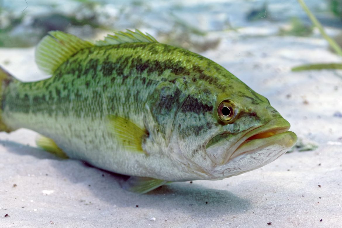 How-old-can-largemouth-bass-get