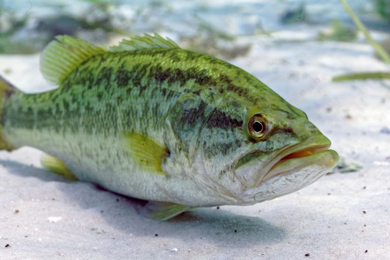 How-old-can-largemouth-bass-get