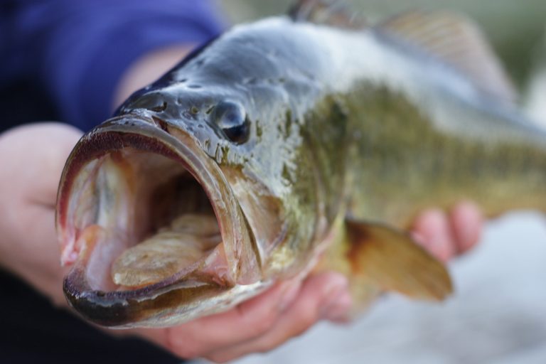 Do largemouth bass have a tongue