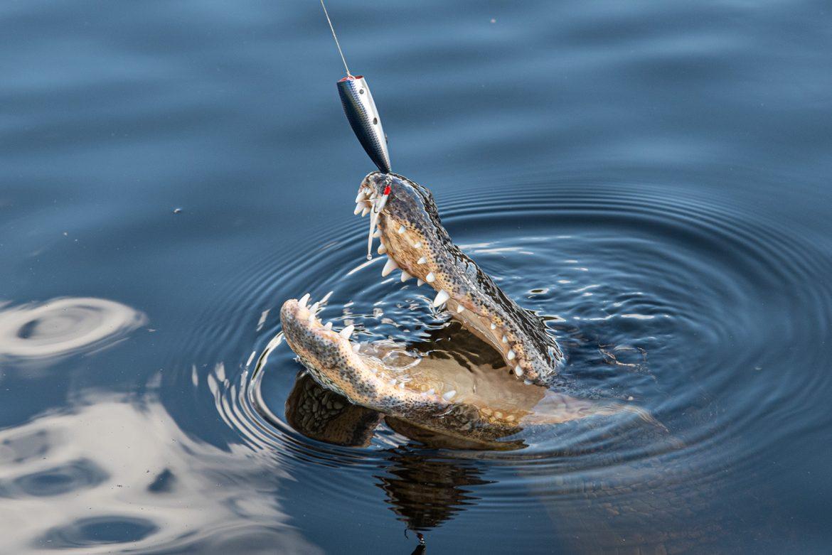 Alligator hooked-while-fishing