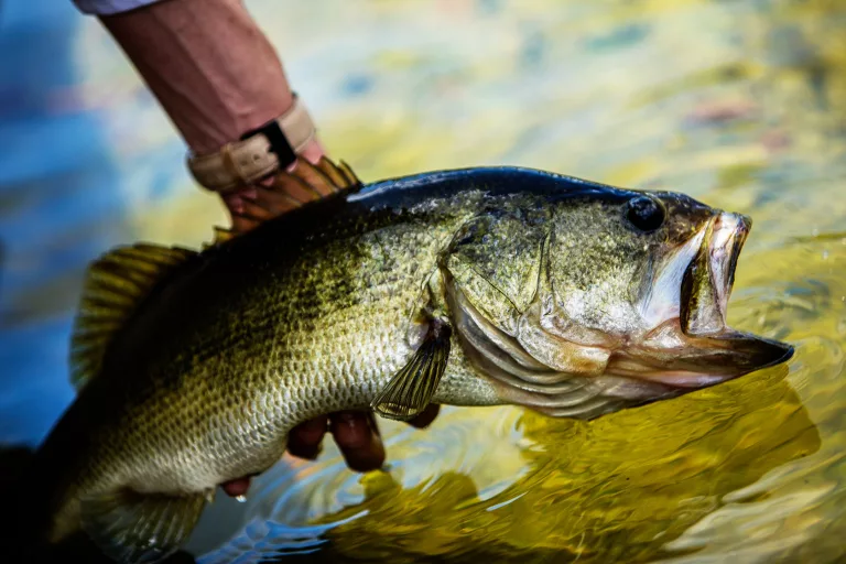 How-big-is-a-five-pound-largemouth-bass
