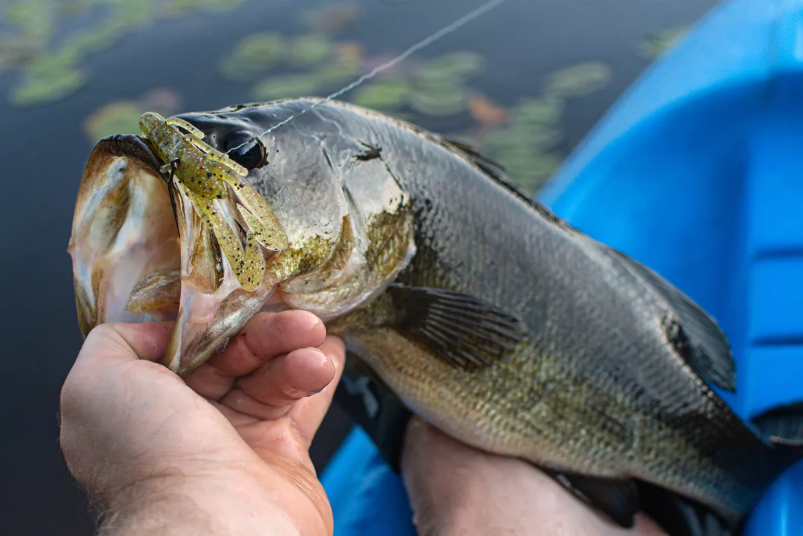 How-big-is-a-four-pound-largemouth-bass