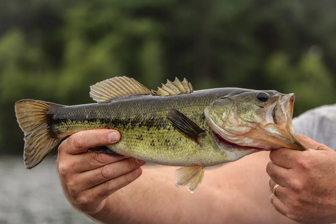 How-big-is-a-one-pound-largemouth-bass