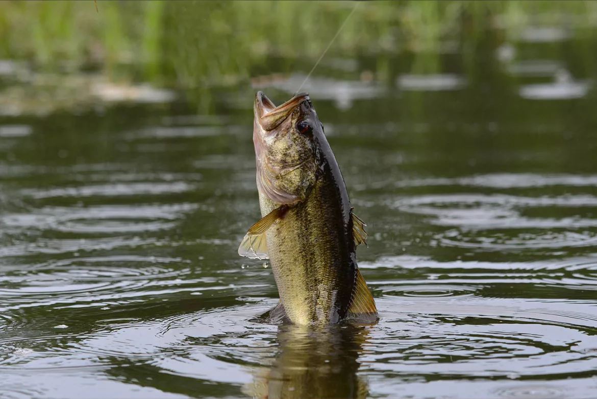 why do largemouth bass jump