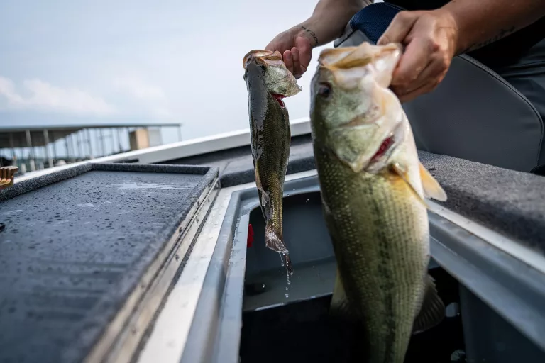 How to tell male and female largemouth bass apart