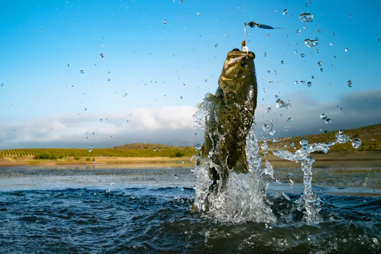 How-do-you-keep-a-largemouth-bass-from-jumping