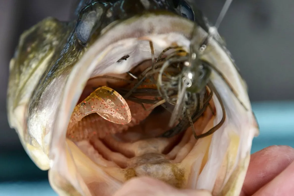 how-to-remove-a-hook-bass-fishing