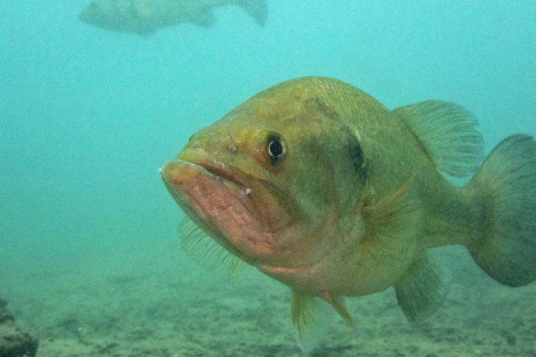 can-largemouth-bass-communicate