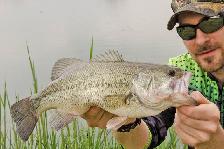 how-old-is-a-four-pound-largemouth-bass