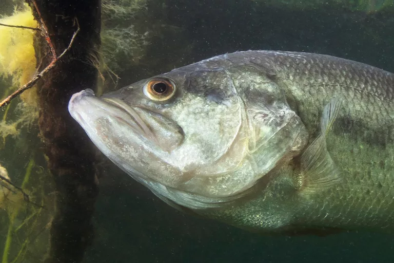 how-to-determine-a-largemouth-bass-age