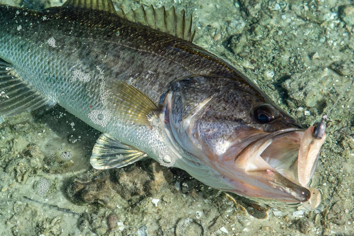 how-to-identify-a-female-largemouth-bass