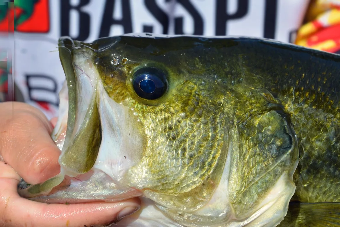 how-to-recognize-a-male-largemouth-bass