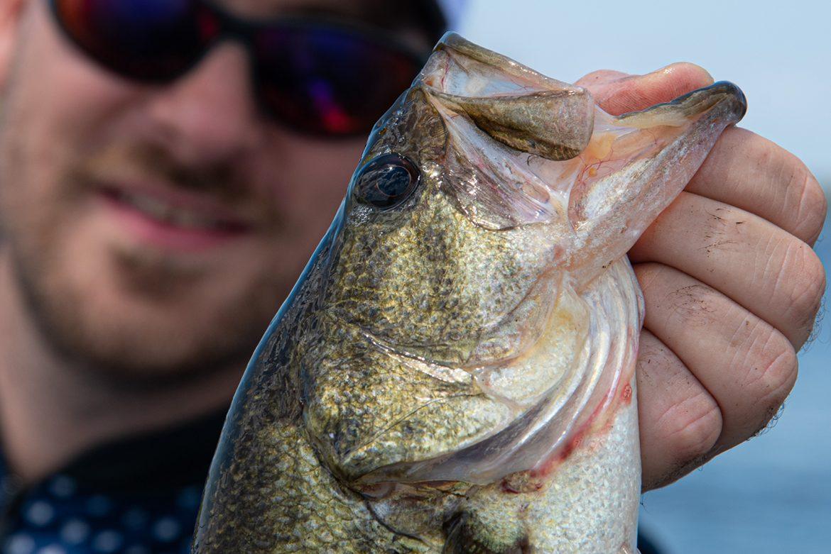 is-largemouth-bass-blood-poisonous