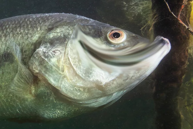 Funny-Fishing-Jokes-for-Fishermen