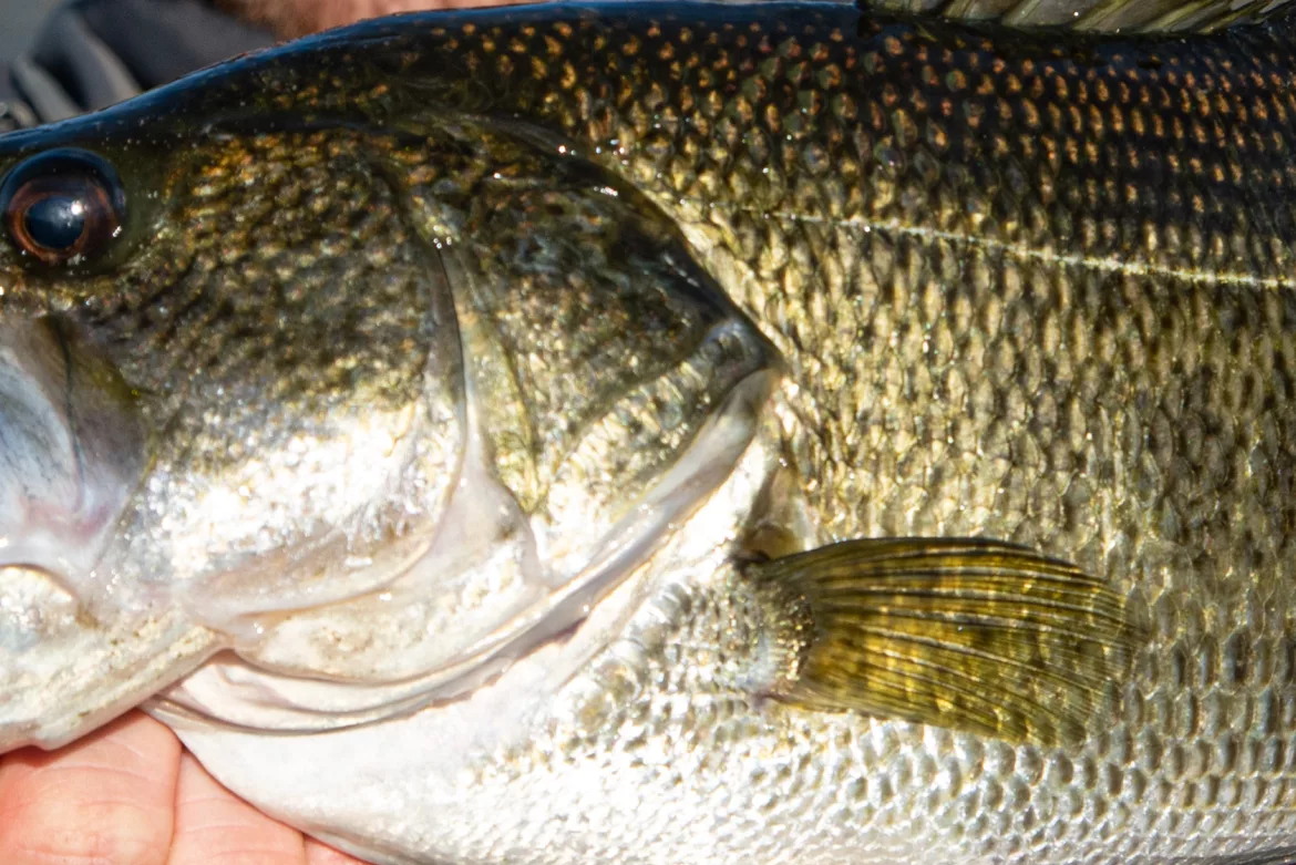 do-largemouth-bass-have-lateral-lines