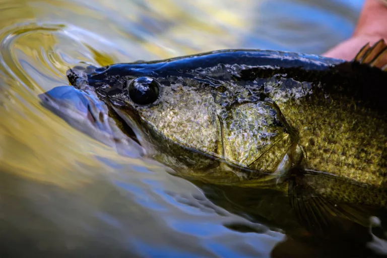 how-do-largemouth-bass-spawn