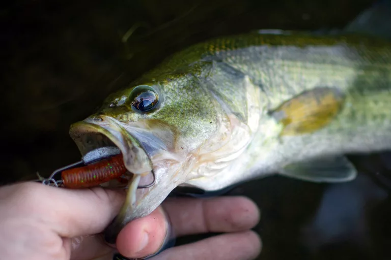 how-far-can-a-largemouth-bass-strike