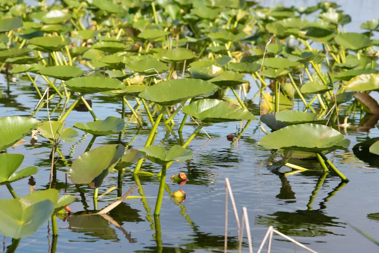 where-do-largemouth-bass-spawn